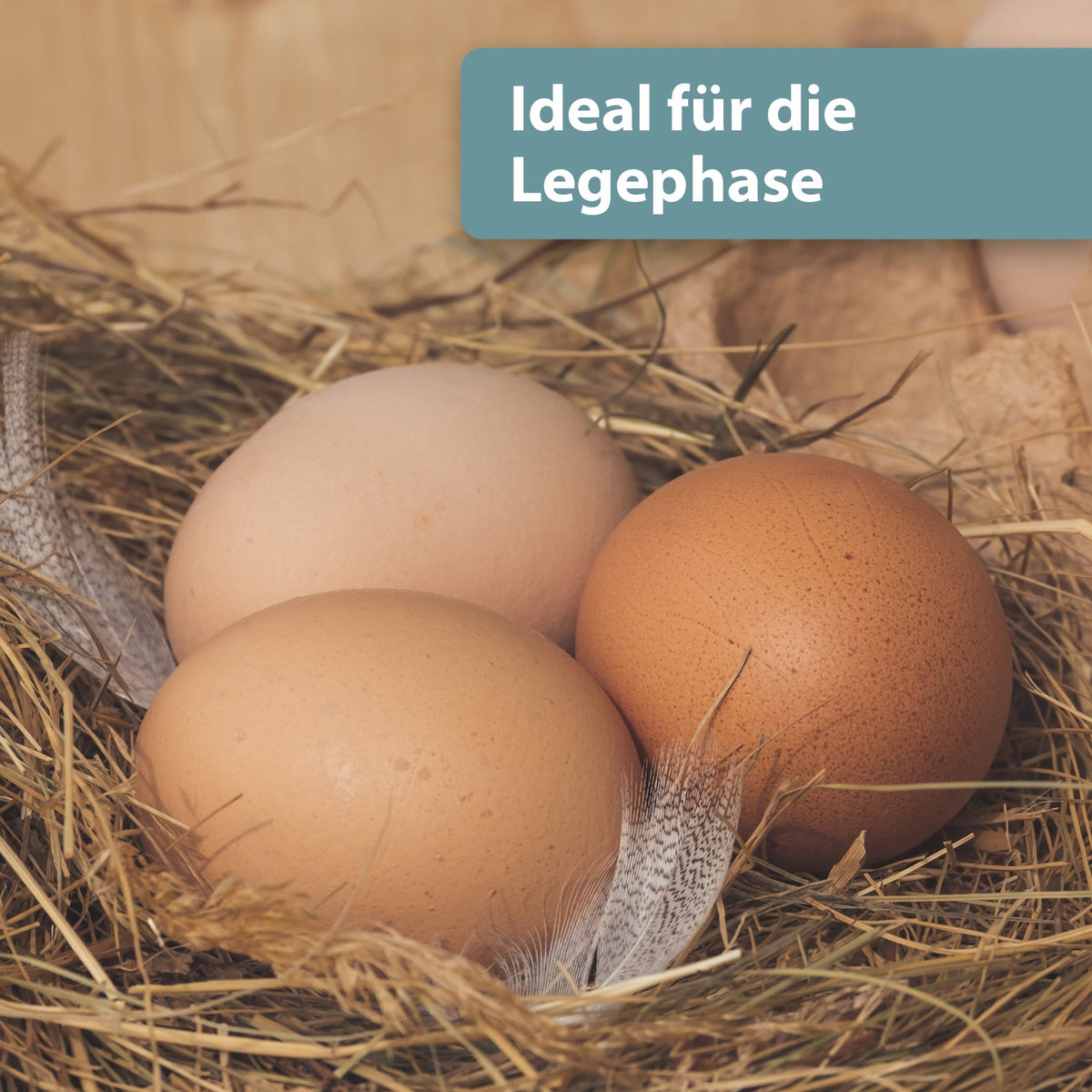 Eier liegen im Nest - Ideal für die Legephase