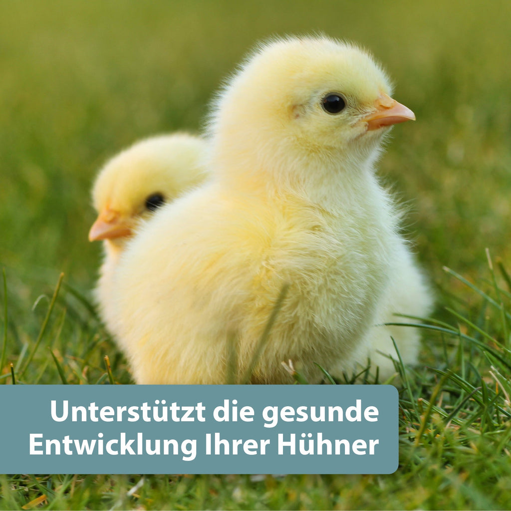 Gelbes Küken auf grüner Wiese - Unterstützt die gesunde Entwicklung Ihrer Hühner
