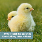 Gelbes Küken auf grüner Wiese - Unterstützt die gesunde Entwicklung Ihrer Hühner