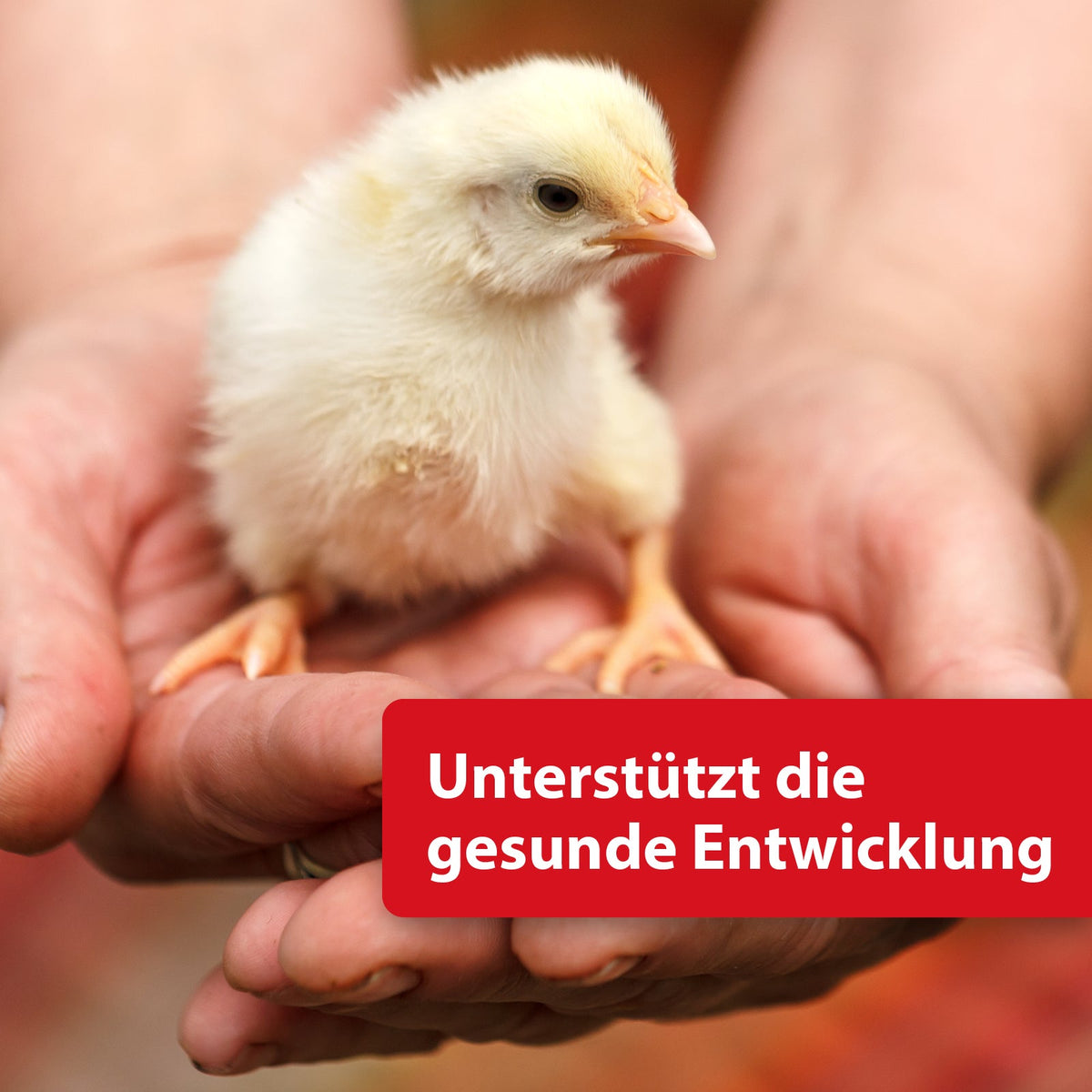 Küken sitzt in Händen - Unterstützt die gesunde Entwicklung