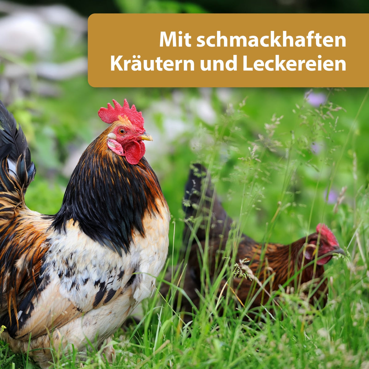 Hühner laufen über Wiese - Mit schmackhaften Kräutern und Leckereien