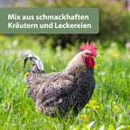 Huhn steht auf Wiese - Mix aus schmackhaften Kräutern und Leckereien
