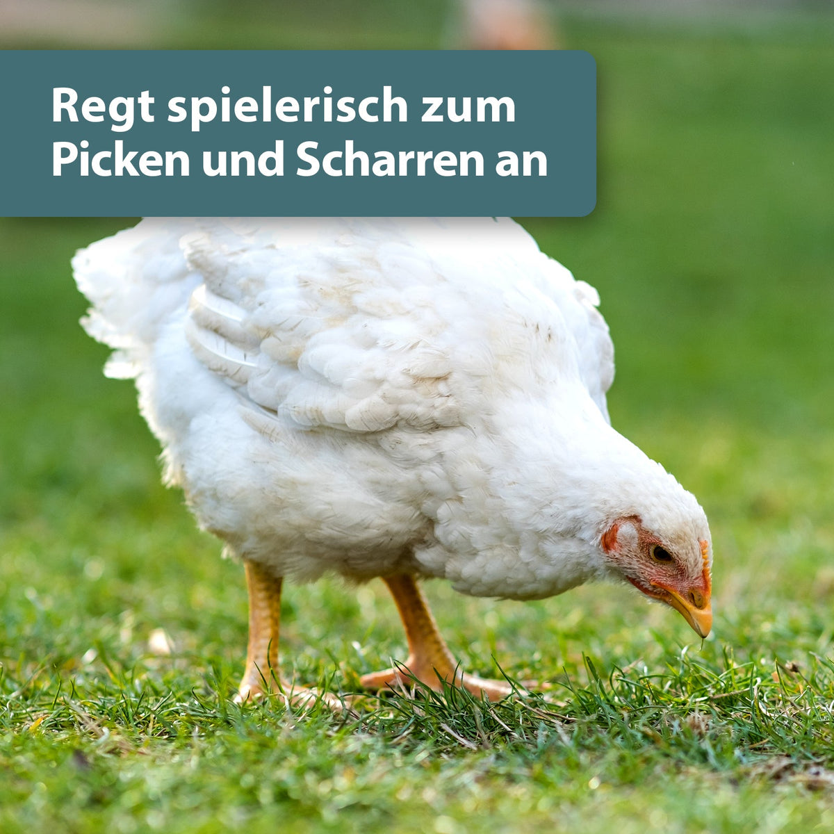 Weißes Huhn pickt auf Wiese - Regt spielerisch zum Picken und Scharren an