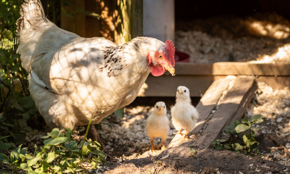 Huhn mit Küken