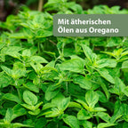 Oregano-Pflanze - Mit ätherischen Ölen aus Oregano