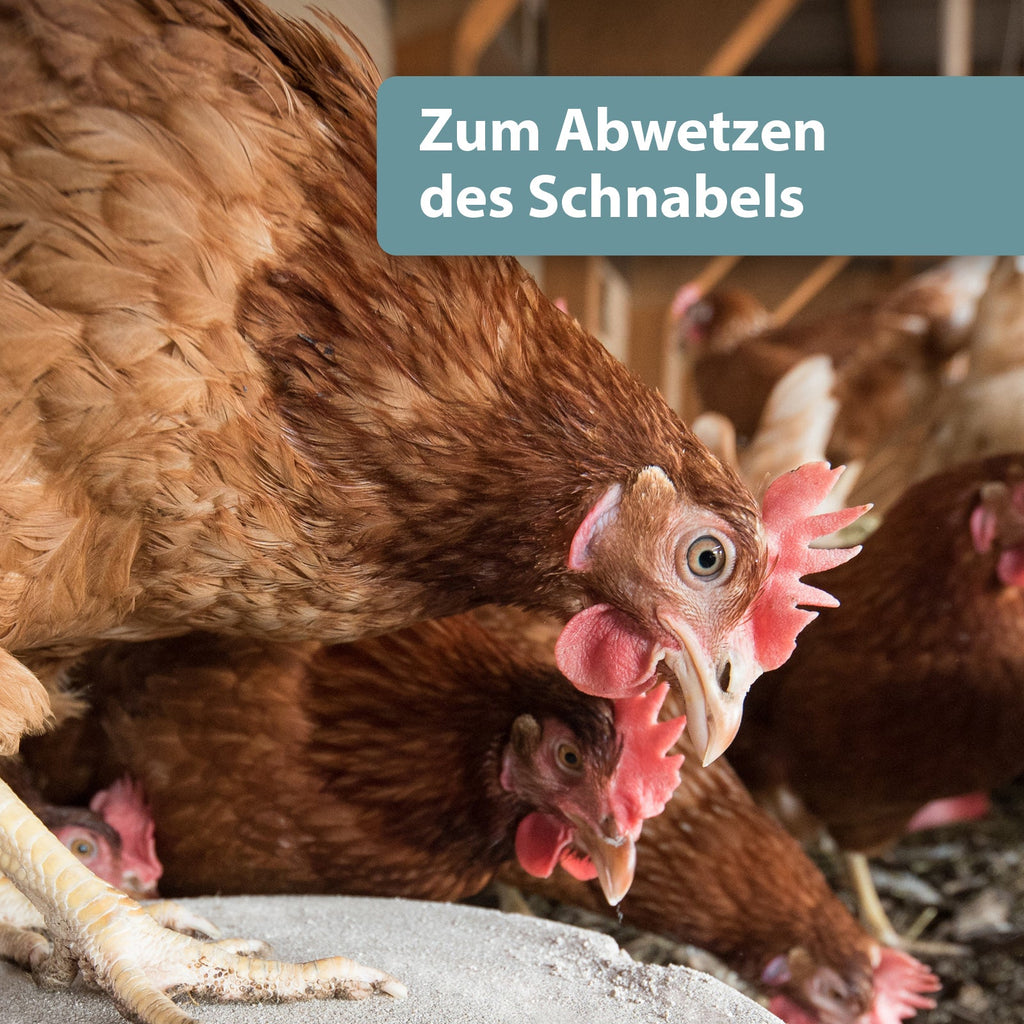 Huhn pickt am Mineralgritstein - Zum Abwetzen des Schnabels
