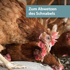 Huhn pickt am Mineralgritstein - Zum Abwetzen des Schnabels