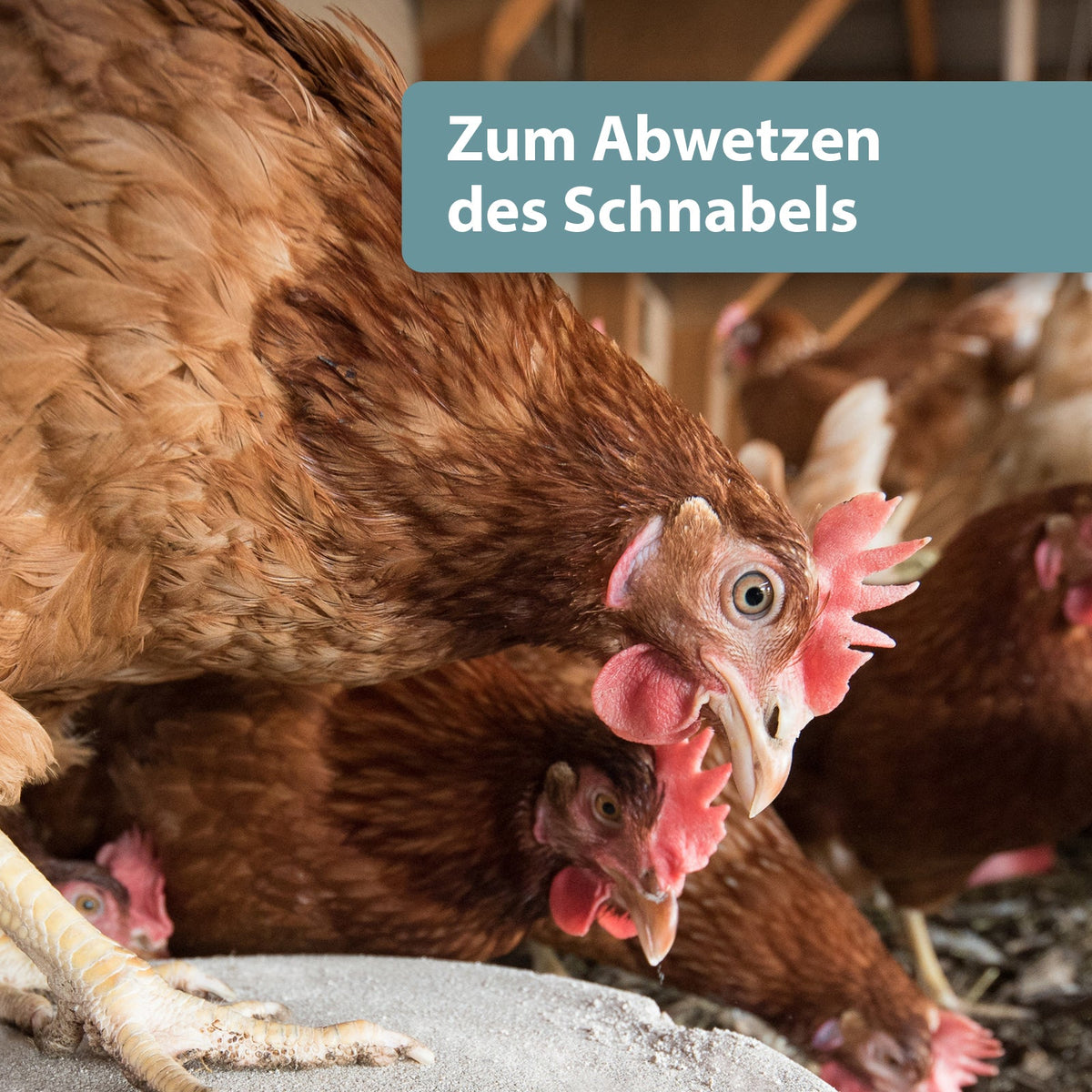 Huhn pickt am Mineralgritstein - Zum Abwetzen des Schnabels