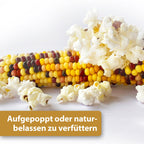 Aufgepopptes Popcorn neben Maiskolben - Aufgepoppt oder naturbelassen zu verfüttern