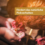 Huhn pickt Futter aus Händen - Fördert das natürliche Pickverhalten