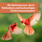 Zwei rote Vögel fliegen mit Wurm im Mund - Mit Mehlwürmern, Bachflohkrebsen und hochwertigen Seidenraupenpuppen