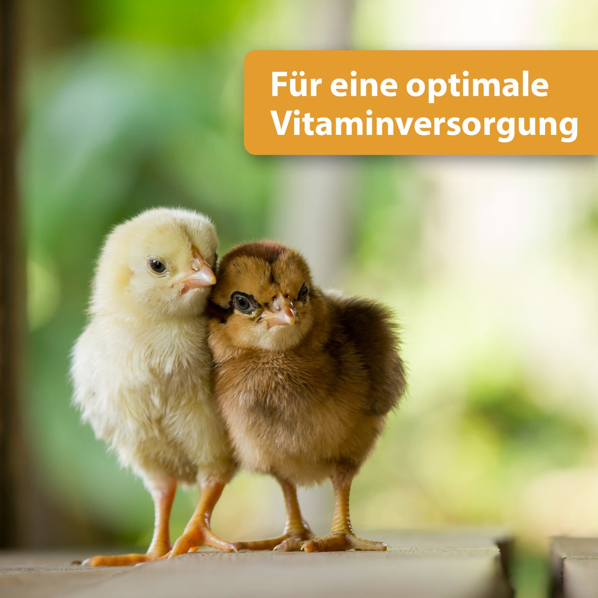 Zwei Küken aneinander gekuschelt - Für eine optimale Vitaminversorgung