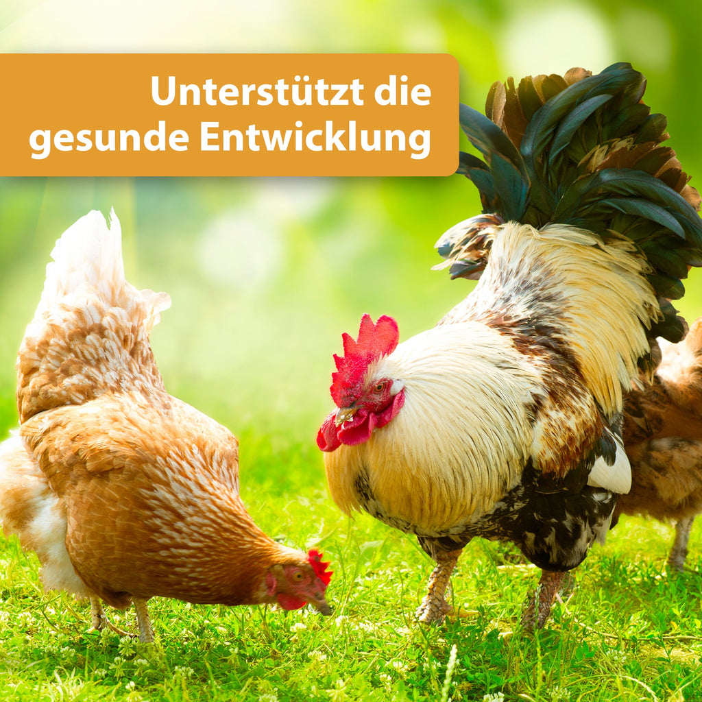 Hühner pickem im Gras - Unterstützt die gesunde Entwicklung