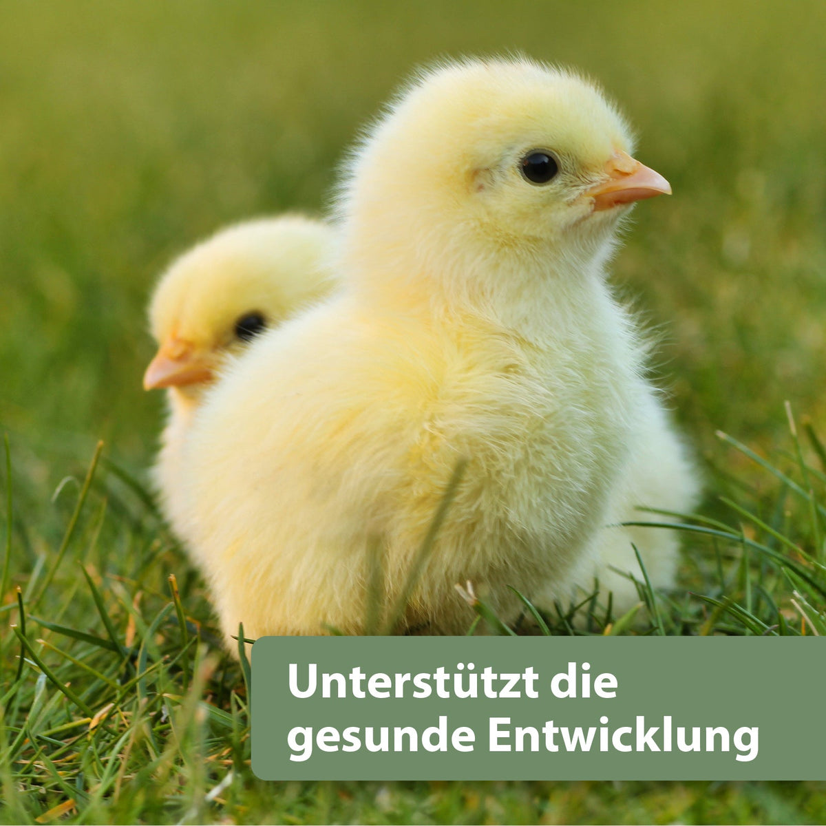 Zwei Küken laufen über gründe Wiese - Unterstützt die gesunde Entwicklung