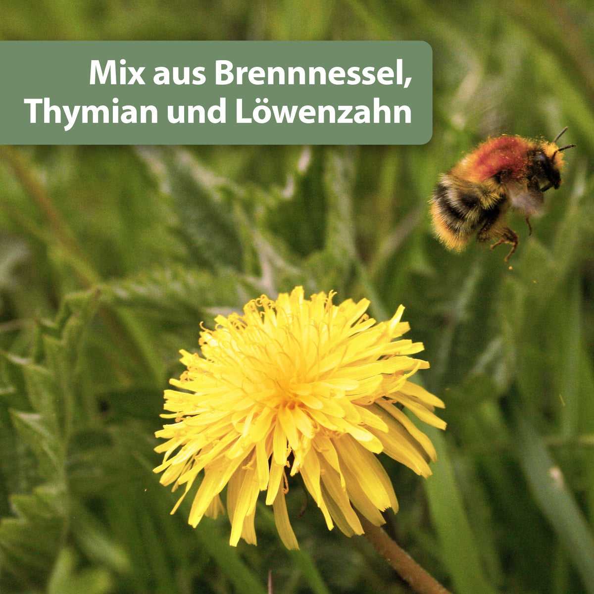 Gelbe Blume und Löwenzahn - Mix aus Brennessel, Thymian und Löwenzahn