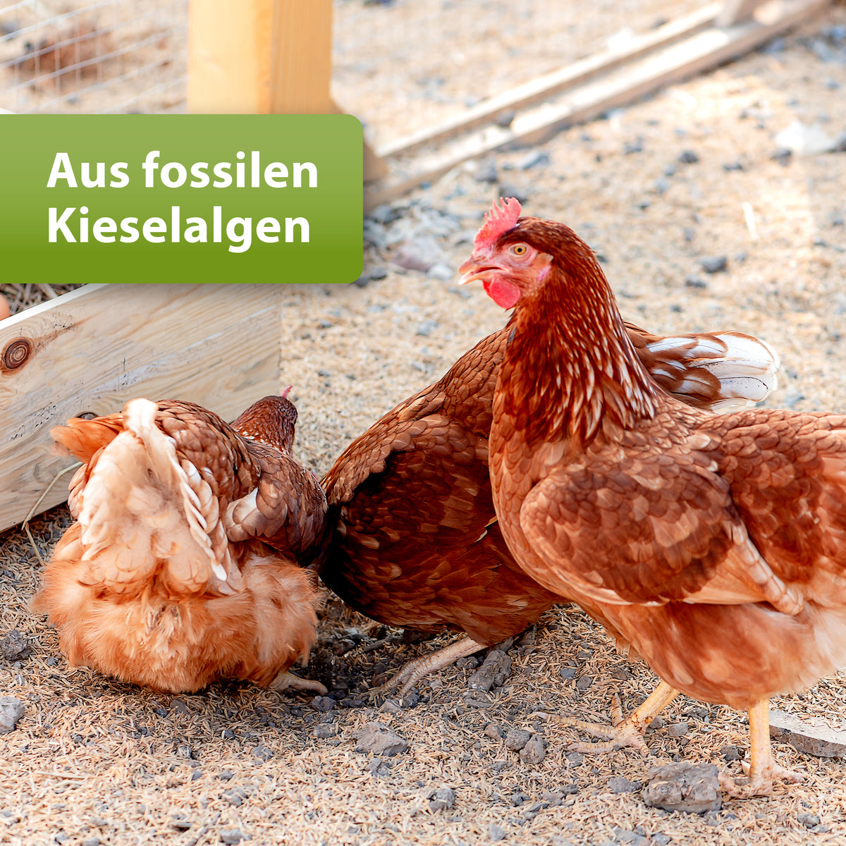 
Hühner mit Text aus fossilen Kieselalgen