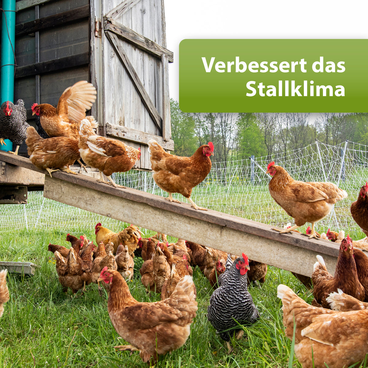 Hühnerstall mit Text Verbessert das Stallklima